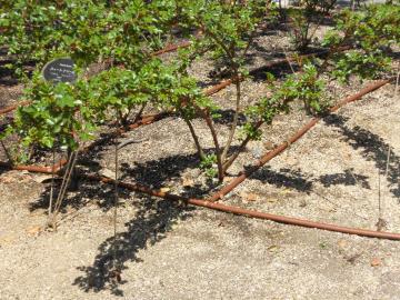 �X�C�[�g�E�h���[��