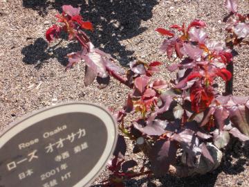 ���[�Y�I�I�T�J