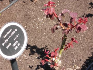 �I�[�h���[�w�b�v�o�[��