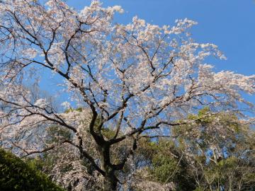 ���ߏ����܂̂������