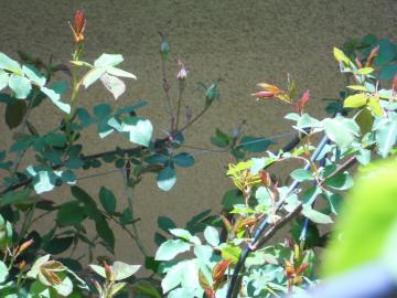 �A���X�^�[�X�e���O���C�̃V���[�g