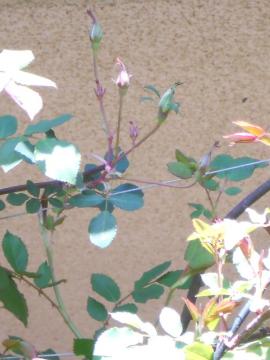 �悭�߂Â��ƁA�ڂݔ����I