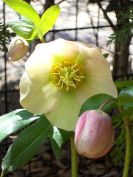 �N���X�}�X���[�Y