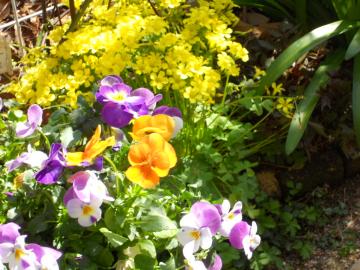 �A�K�p���T�X�̗t�A���F�I�L�U���X�A�r�I���O�F�R���e�i