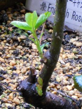 �L���V�h�����̉�