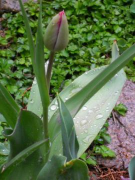 �s���N�ɐF�Â����`���[���b�v�̂ڂ�