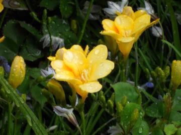 �J�̃t���[�W�A