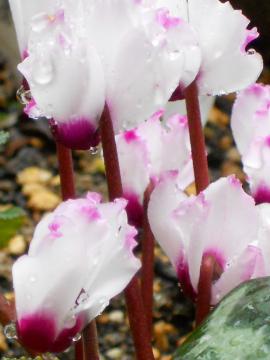 �K�[�f���V�N������