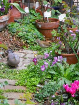 �L�W�o�g�ƃq���h��