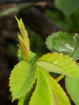 �A���L�~�X�g�̗t