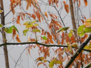 �J�オ��̒�