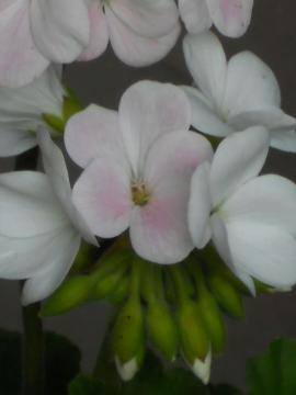 �A�C�r�[�[���j�E���E�z���C�g