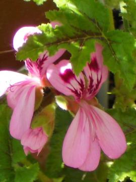 ����[���j�E��