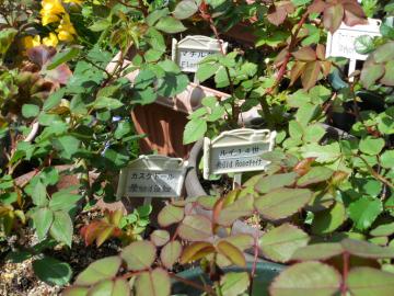 �������Ă��锫�A�����K�N