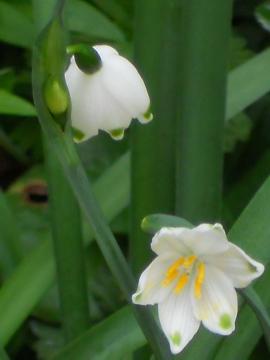 �X�m�[�h���b�v