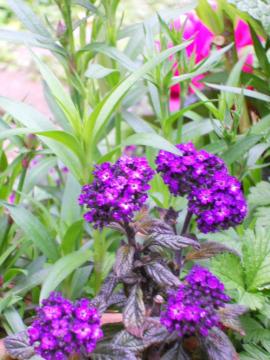 �w���I�g���[�v