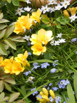 �n�i�j���ƃt���[�W�A