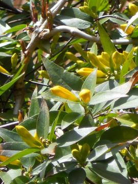 �J�����C�i�W���X�~���̂ڂ�