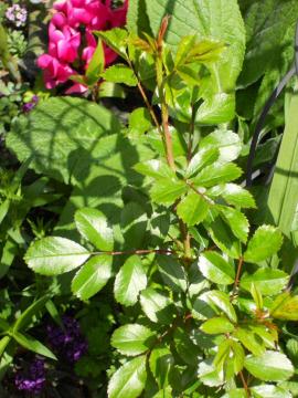 �U�t�F�A���[