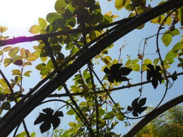 ��o���A�Y�r�X�ƃN���}�`�X