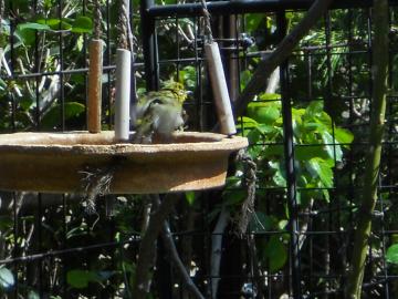 �����ь�̃��W��