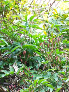 �H�߃W���X�~���̂ڂ�