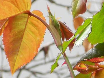 �A���N���E�H���^�[�̂ڂ�