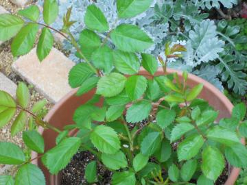 ���O���킩��Ȃ����������K�N