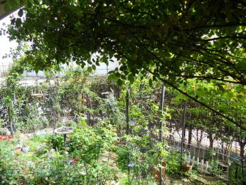 �����̃}�C�K�[�f��