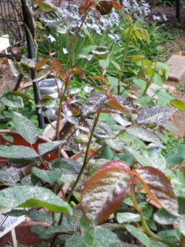 �C���[�k���b�c�̐V��ɕĂʂ�