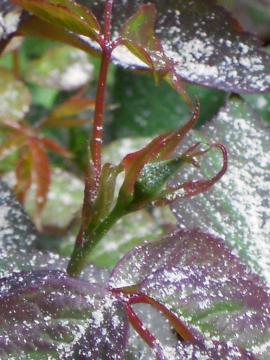 �C���[�k���b�c�̂ڂ�