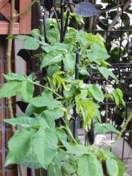 �{���[�j��