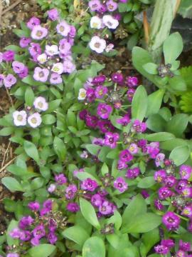 �X�C�[�g�A���b�T��