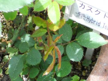 �J�X�N�h�[���̑}����