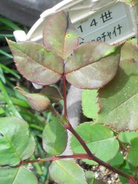 ���C14���̂ڂ�