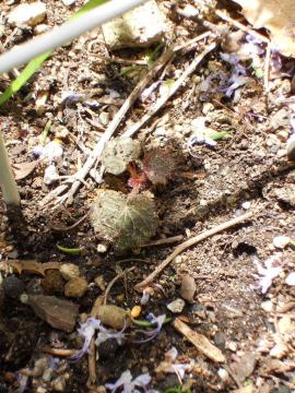 2�N�Ԃ�̃��L�m�V�^