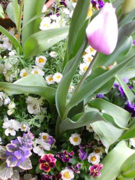 �`���[���b�v�A���ρA�r�I���A���̗t�̊񂹐A��