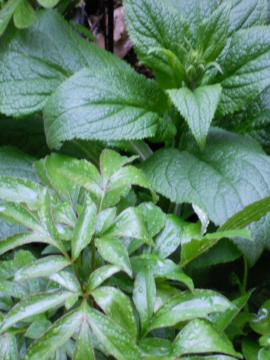 �W�L�^���X��䉖�