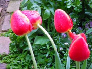 �J�̒��̃`���[���b�v