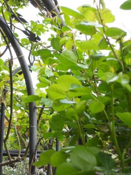 �A���W�F��