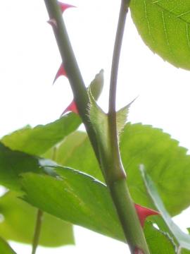 �A���W�F���̐Ԃ��g�Q