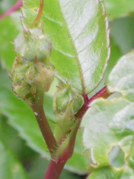 �V���[�x���g�̂ڂ�