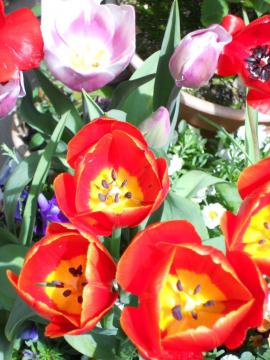 �`���[���b�v�S�J�I