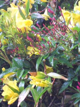 �J�����C�i�W���X�~���ƉH�߃W���X�~��