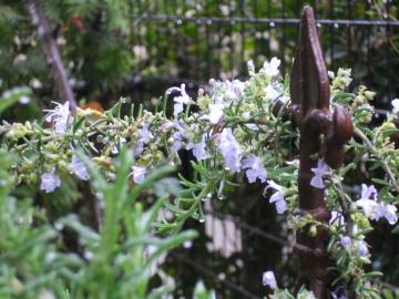 �J�̒��̃��[�Y�}���[