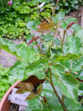 �w���e�[�W