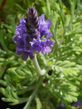 ���x���_�[