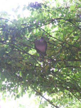 �X�e���O���C�̒���H�ׂ�n�g