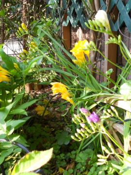 �t���[�W�A������