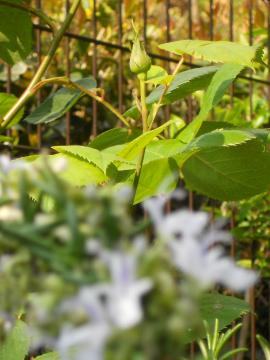 ��u���[���[���̂ڂ�